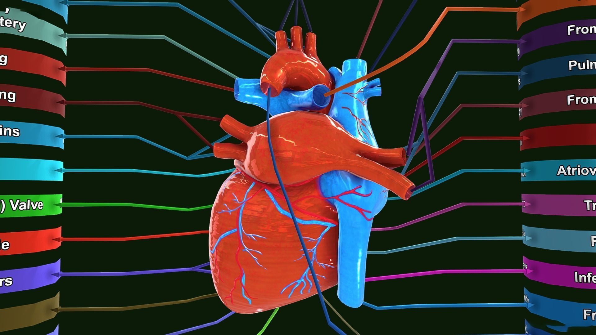 Human Heart Anatomy Labeled Low-poly 3D model_2