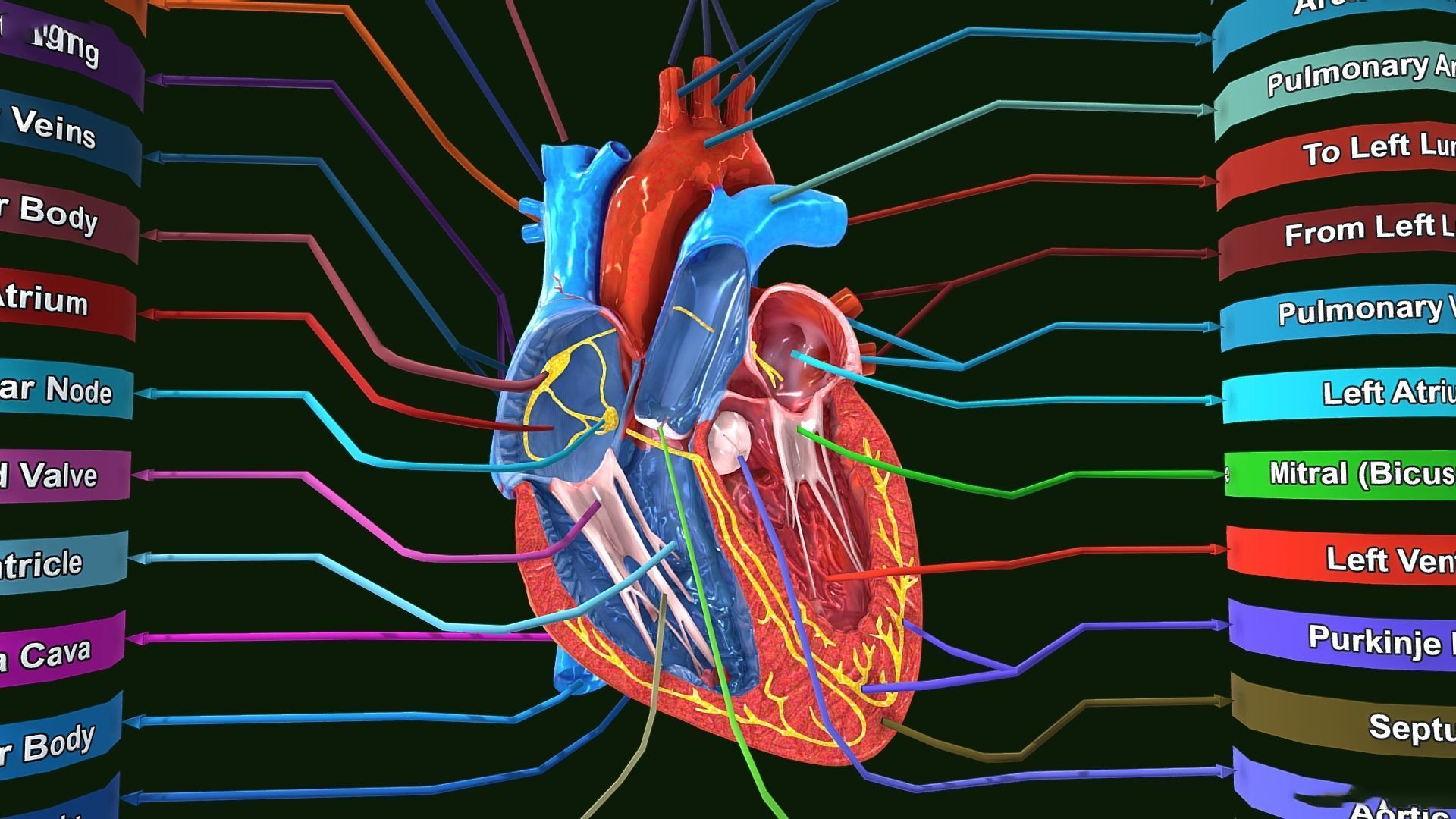 Human Heart Anatomy Labeled Low-poly 3D model_1