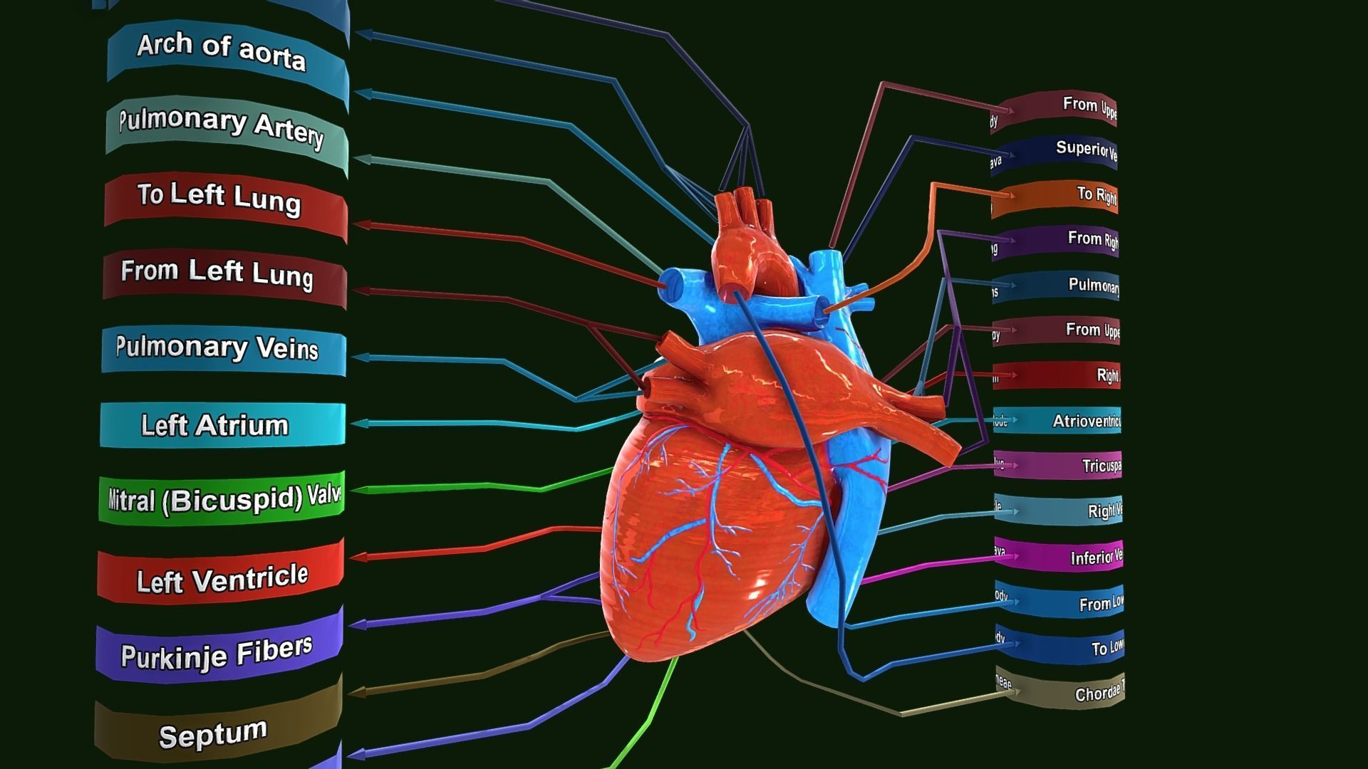 Human Heart Anatomy Labeled Low-poly 3D model_4
