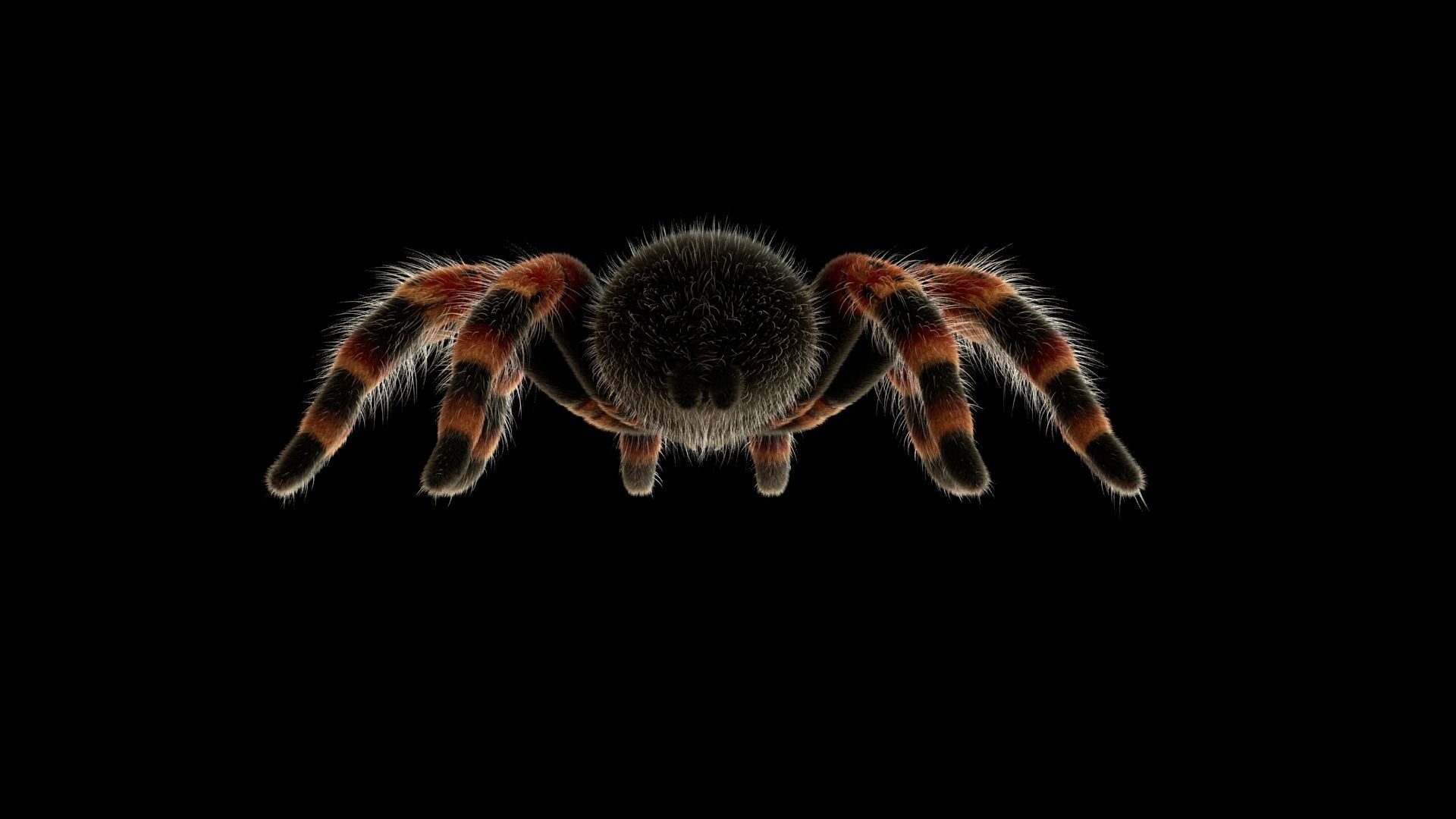 Tarantula Low-poly 3D model_12
