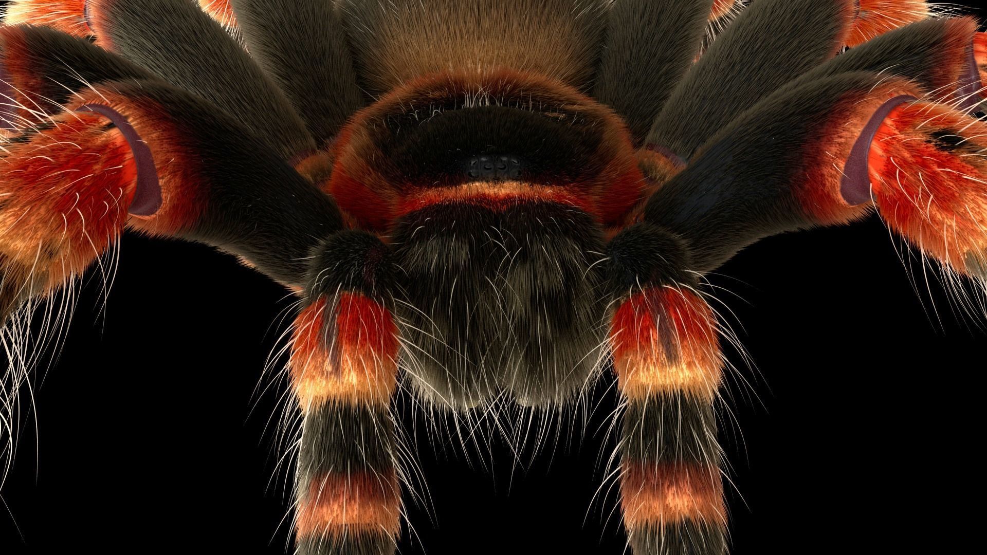 Tarantula Low-poly 3D model_8