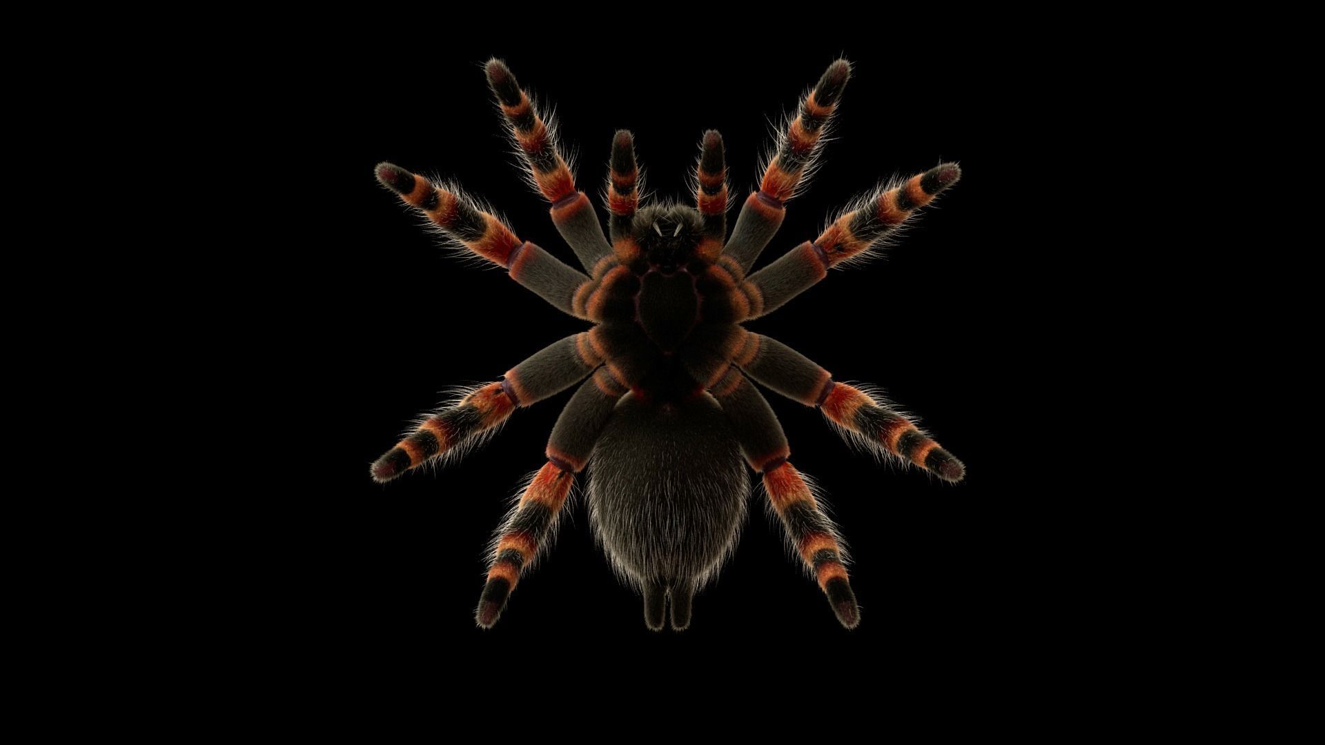 Tarantula Low-poly 3D model_13