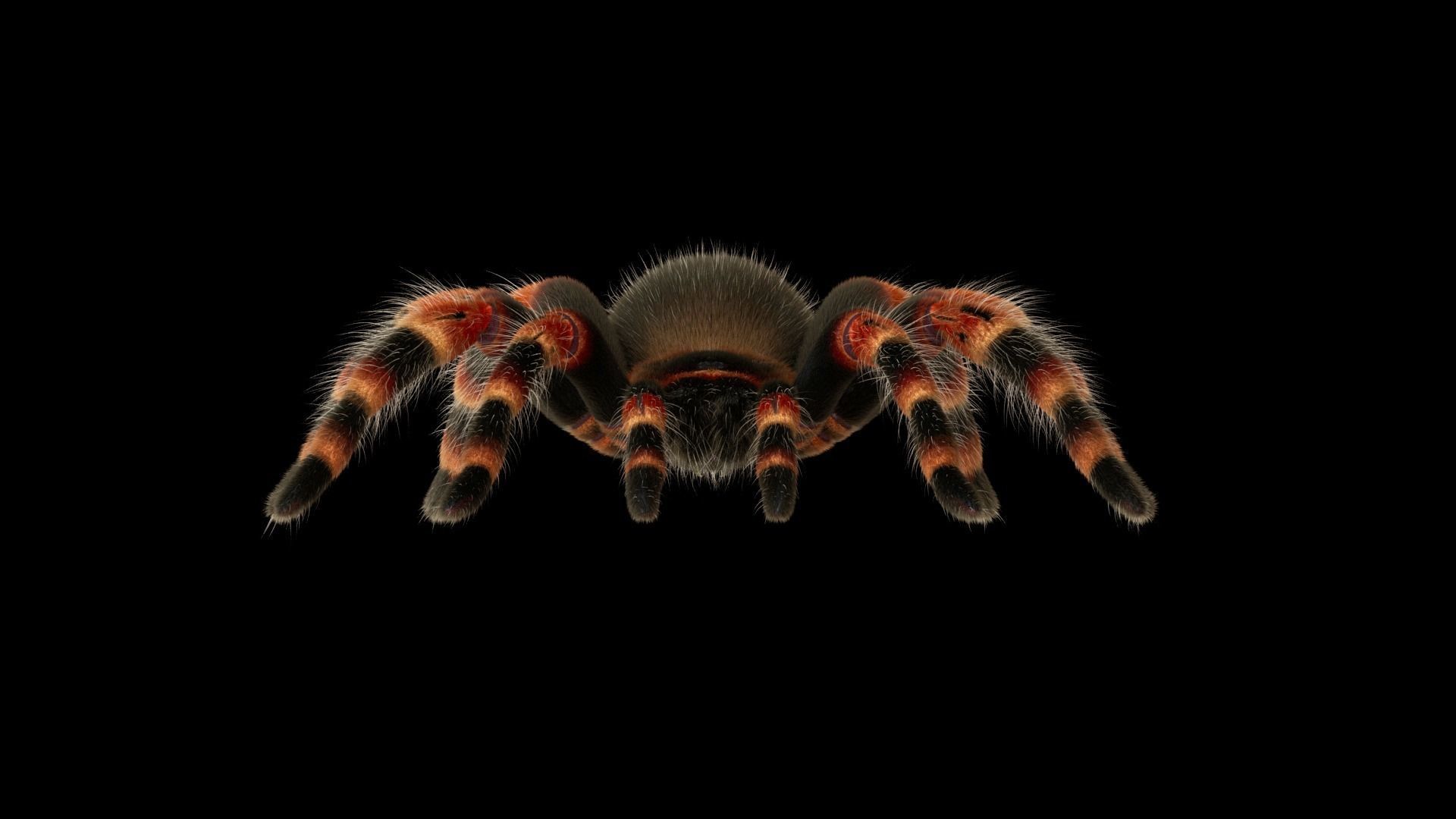 Tarantula Low-poly 3D model_10