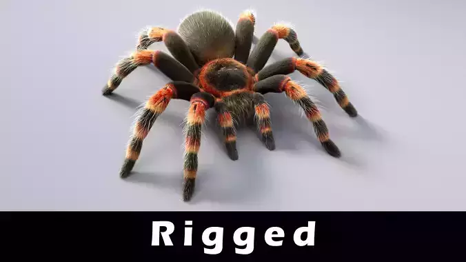 Tarantula Low-poly 3D model