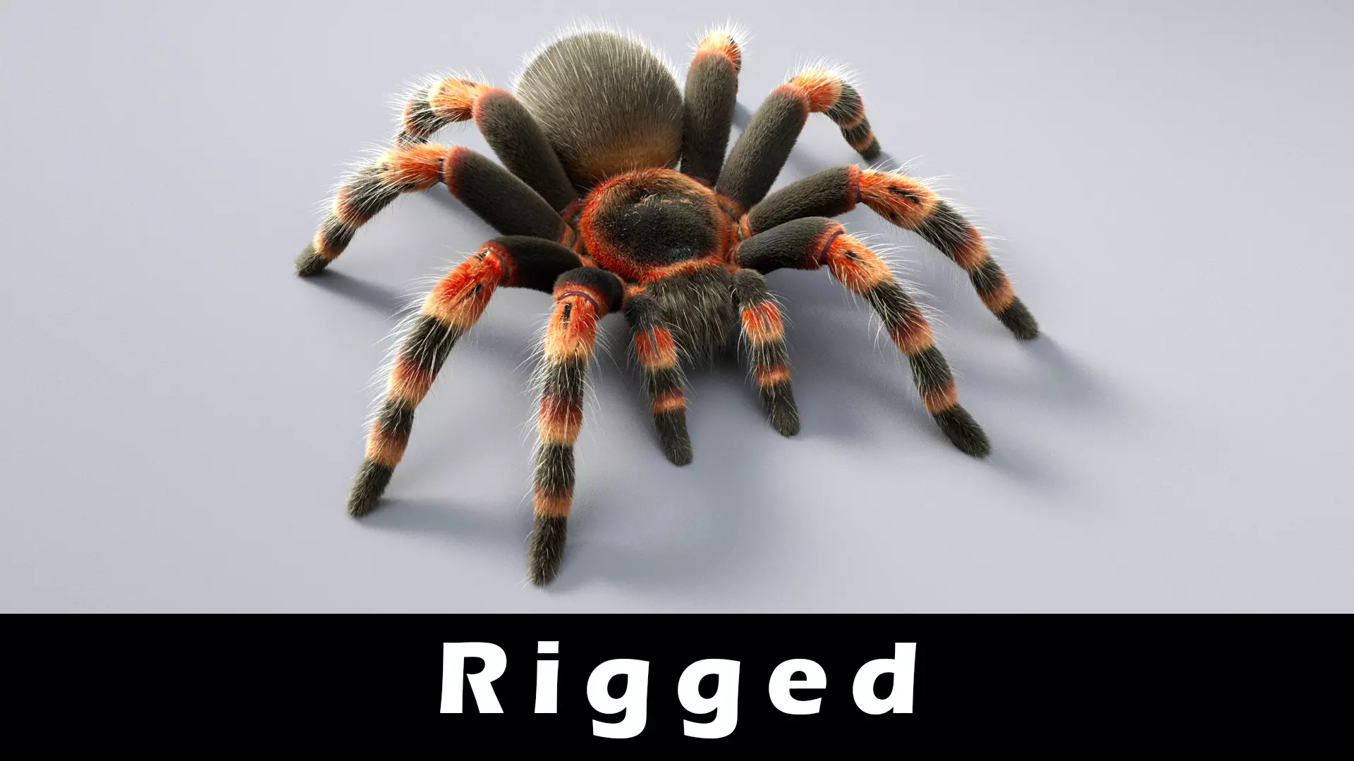 Tarantula Low-poly 3D model_0