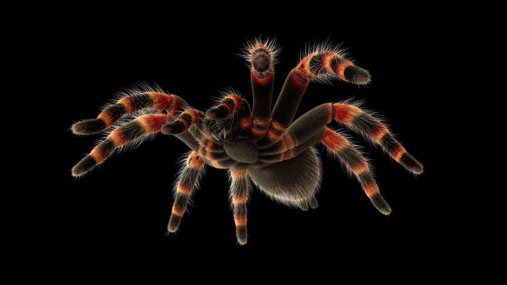 Tarantula Low-poly 3D model_6