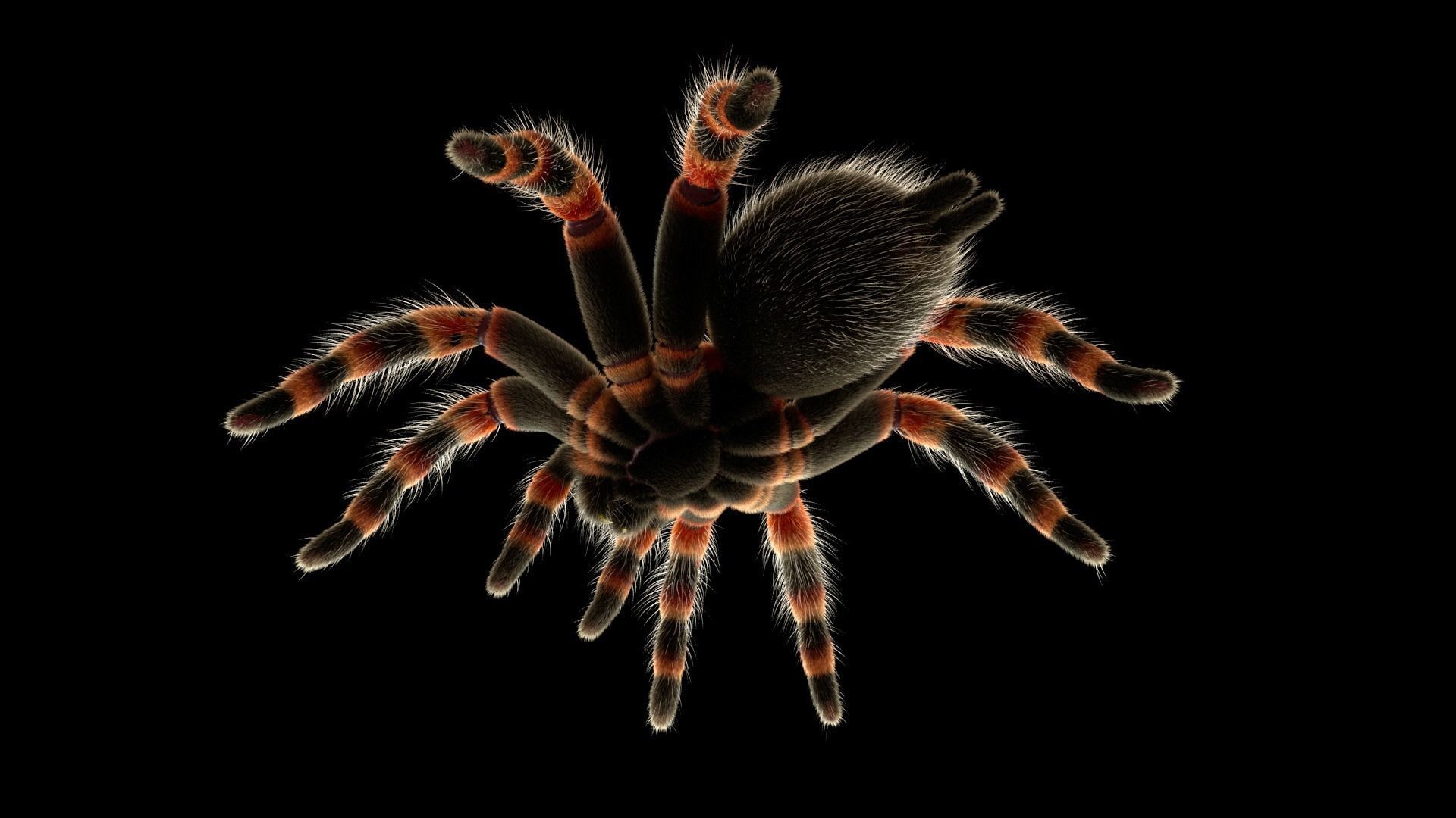Tarantula Low-poly 3D model_3
