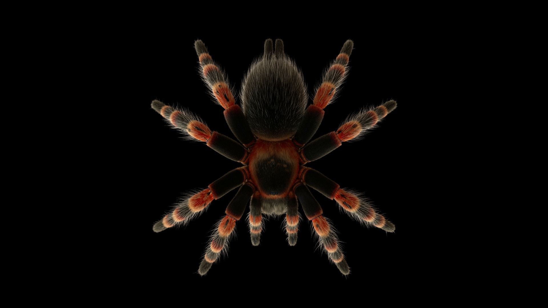 Tarantula Low-poly 3D model_14