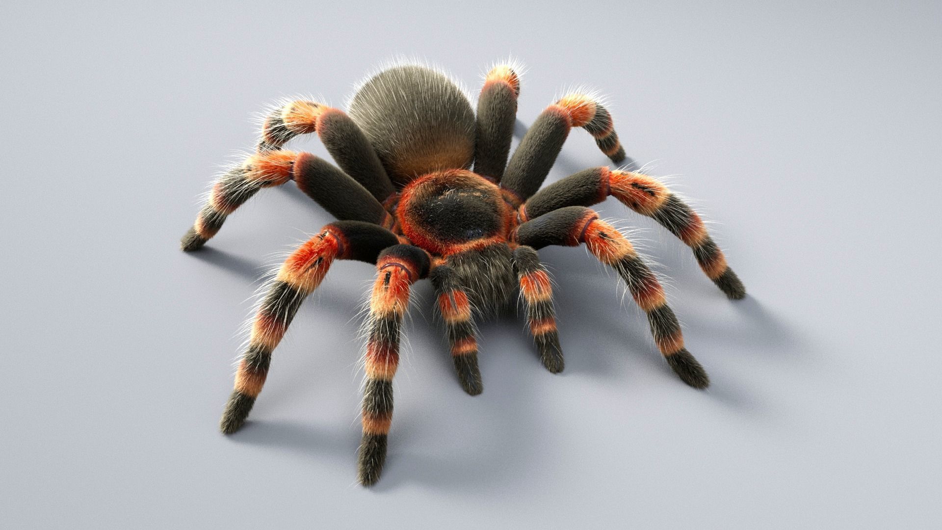 Tarantula Low-poly 3D model_15