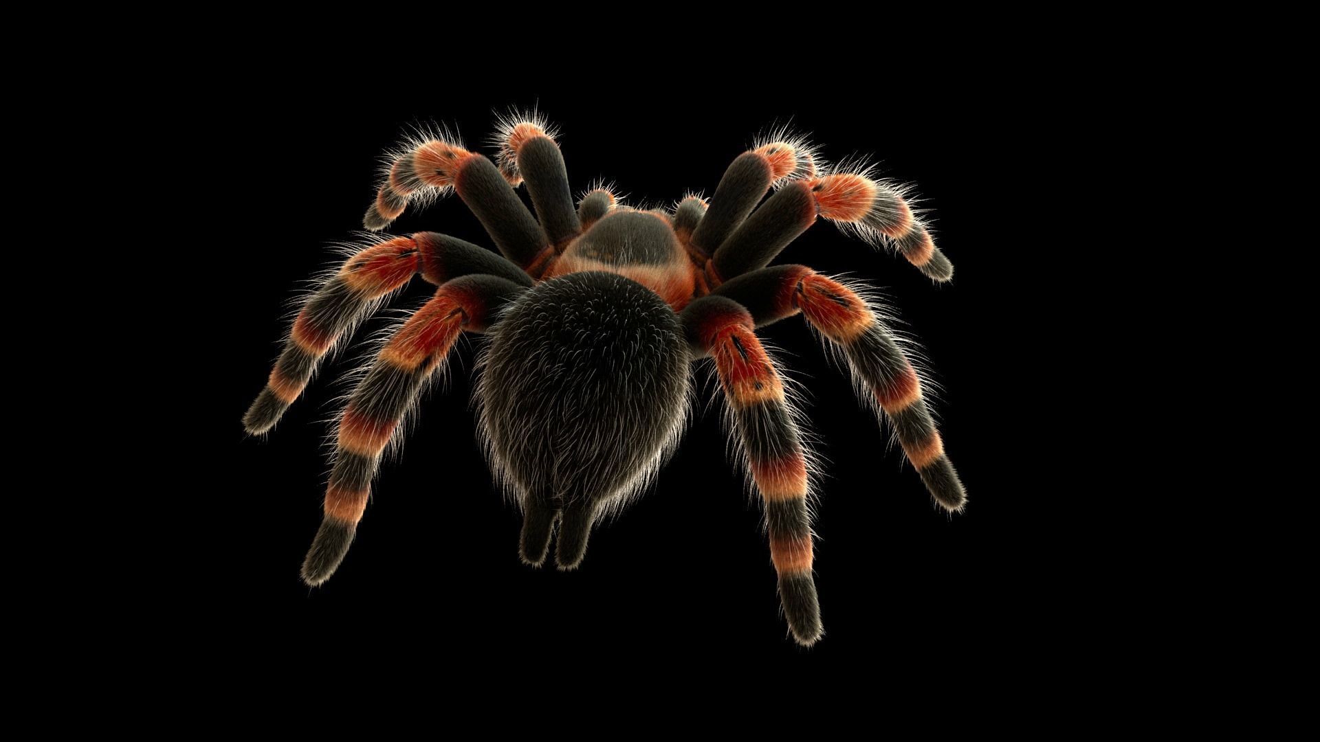 Tarantula Low-poly 3D model_5