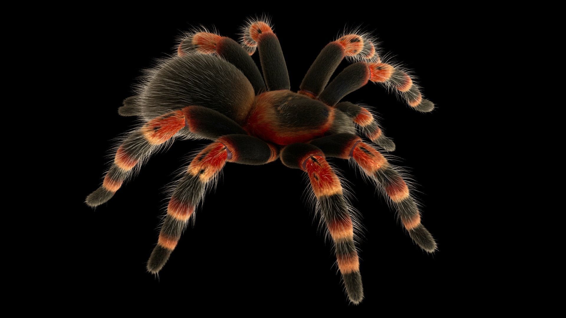 Tarantula Low-poly 3D model_4