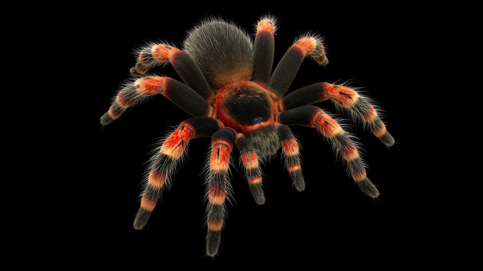 Tarantula Low-poly 3D model_2