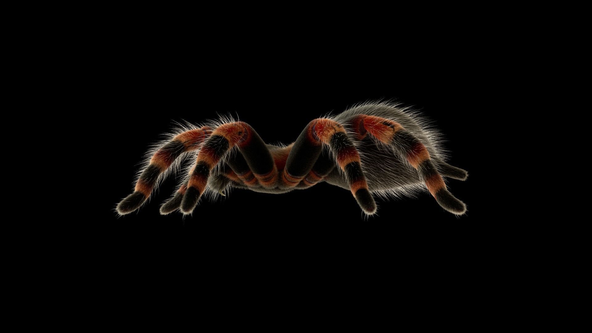 Tarantula Low-poly 3D model_11