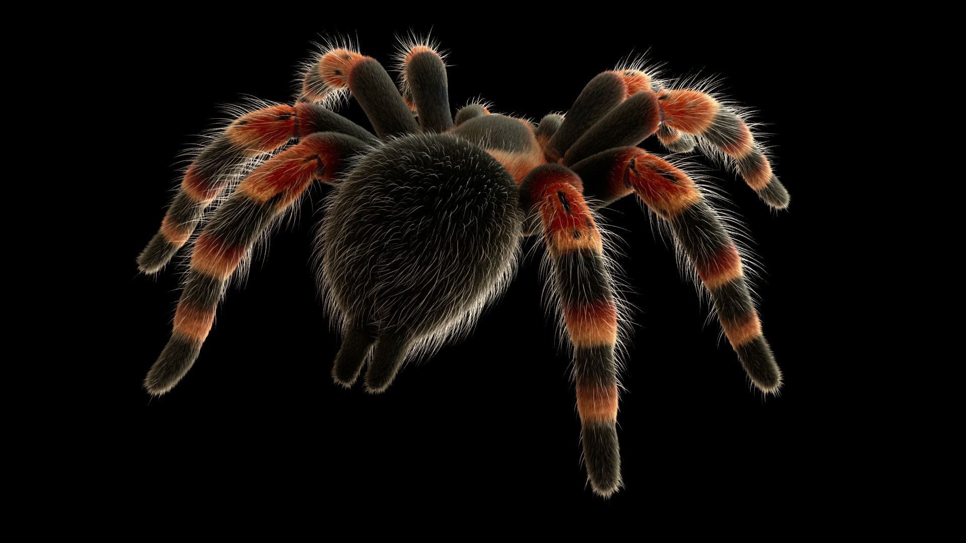 Tarantula Low-poly 3D model_7
