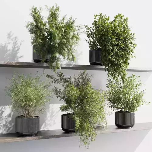 wall plant - set Indoor plant 433 plants on shelf