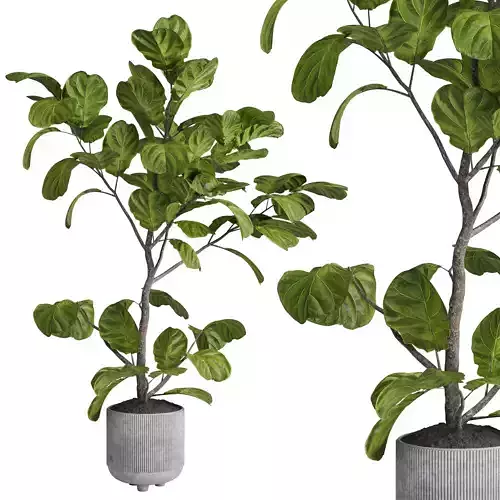 Ficus lyrata plant - indoor plant set 437 Low-poly 3D model