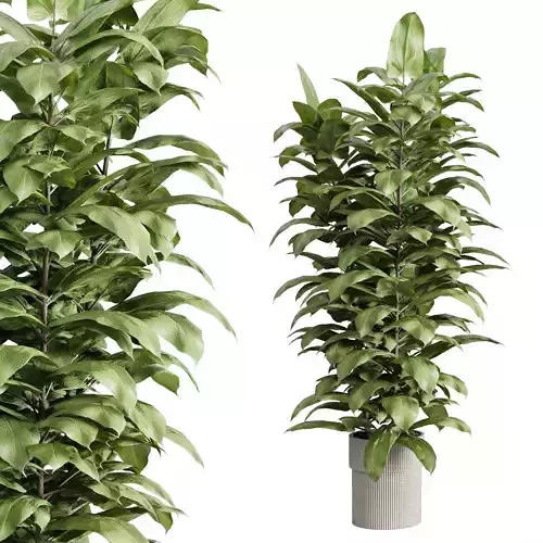 Indoor plant 438 plant tree in concrete dirty vase