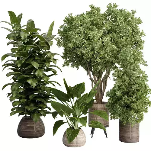  Indoor plant 439 plant tree in handmade wooden baskets