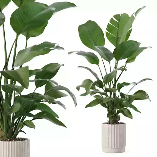 Strelitzia in biedge flowerpot