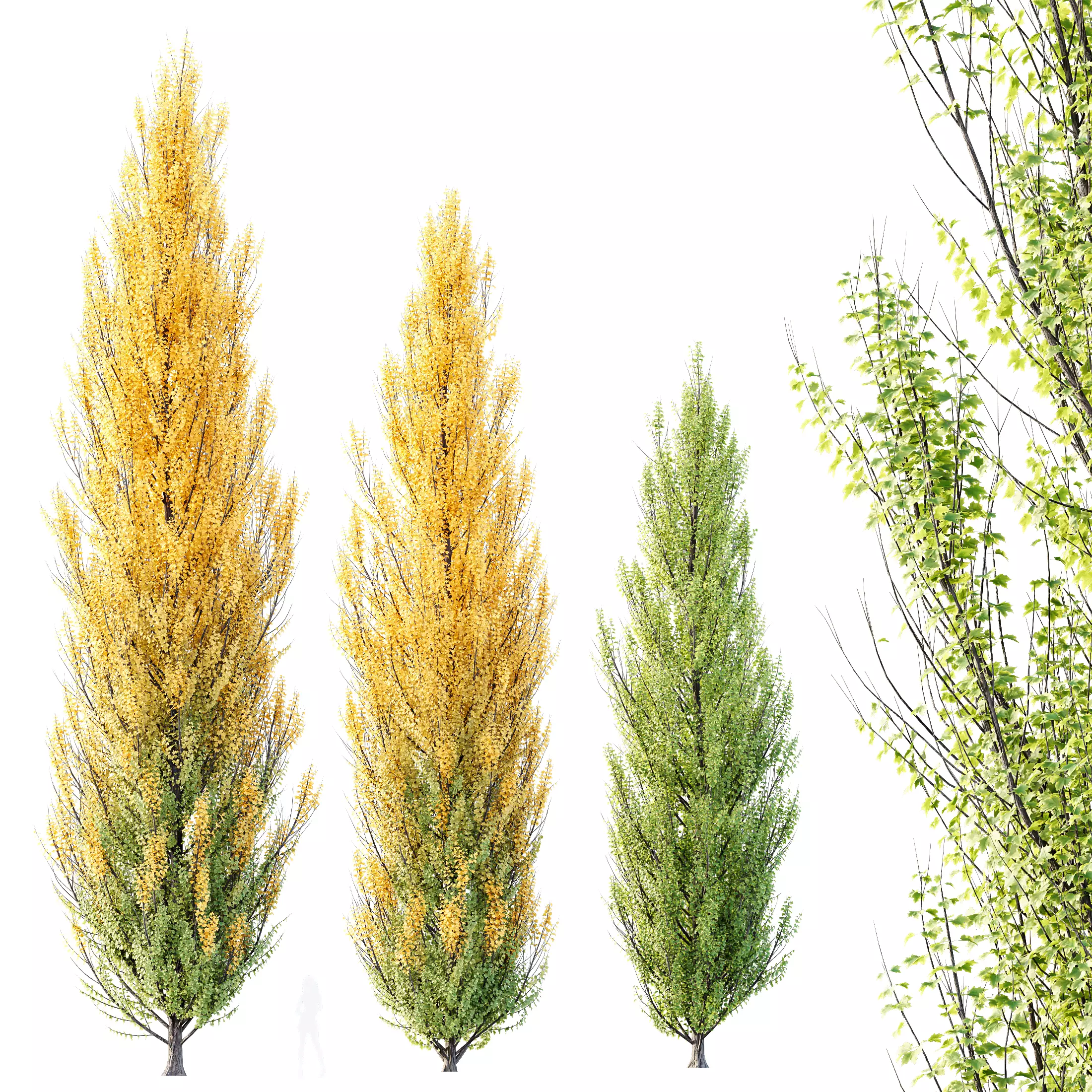 HQ Plants Acer X freemanii Freeman Maple Sapindaceae Armstrong 3D model_0