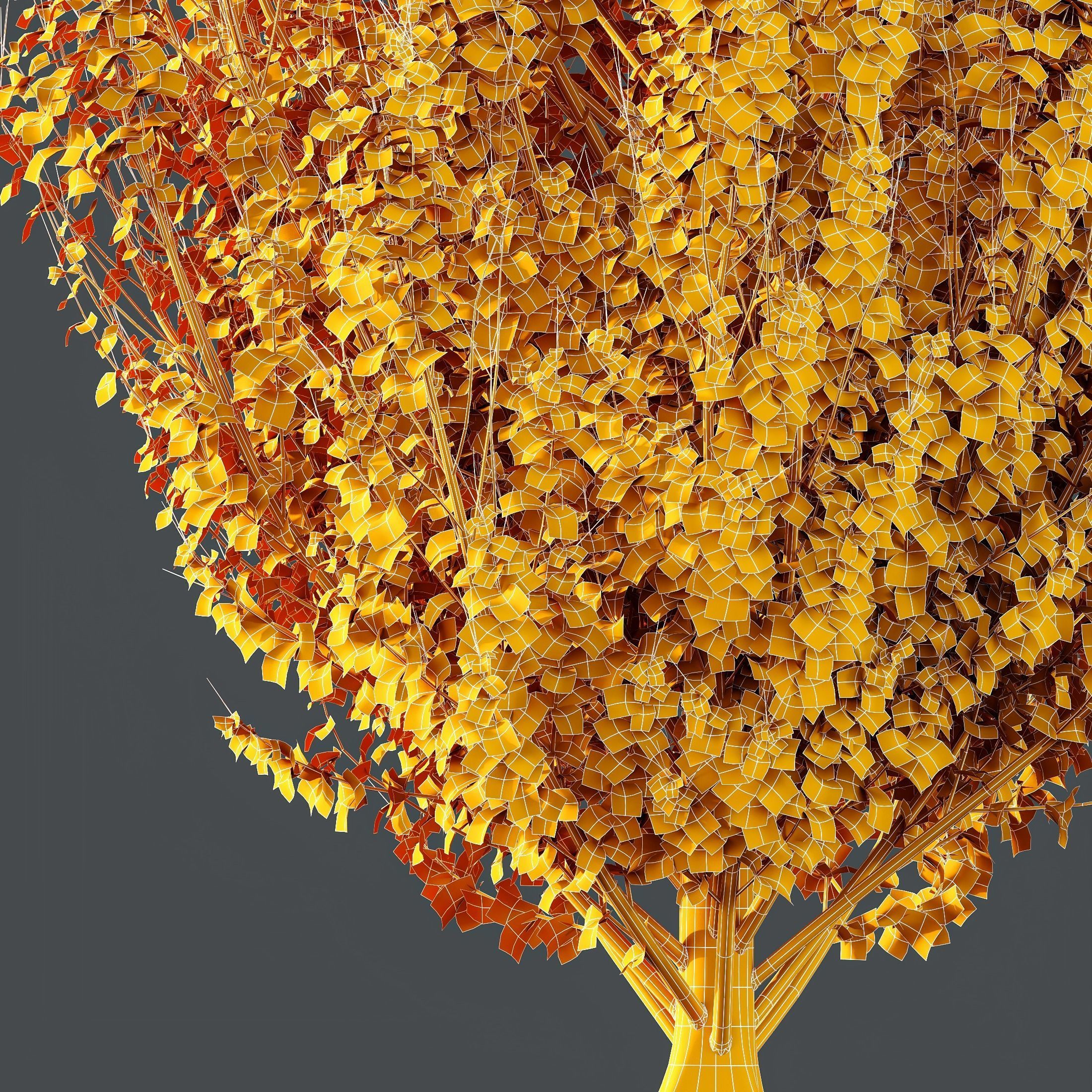 HQ Plants Acer X freemanii Freeman Maple Sapindaceae Armstrong 3D model_3