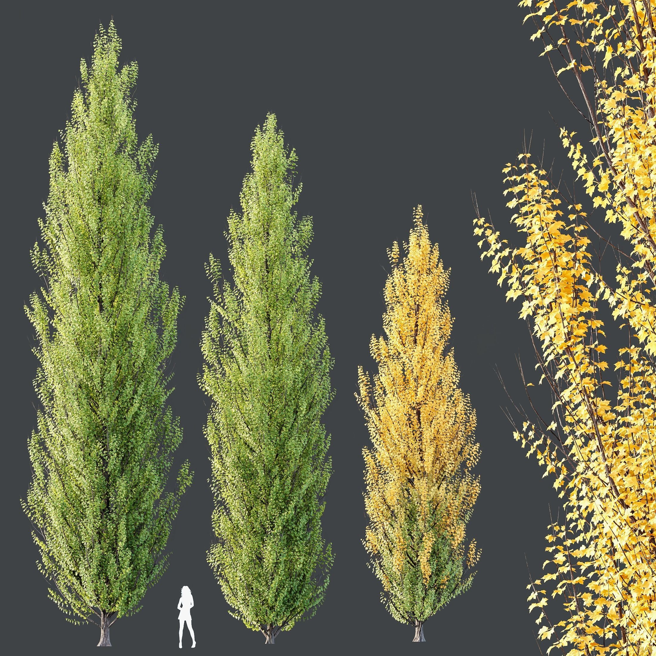 HQ Plants Acer X freemanii Freeman Maple Sapindaceae Armstrong 3D model_1