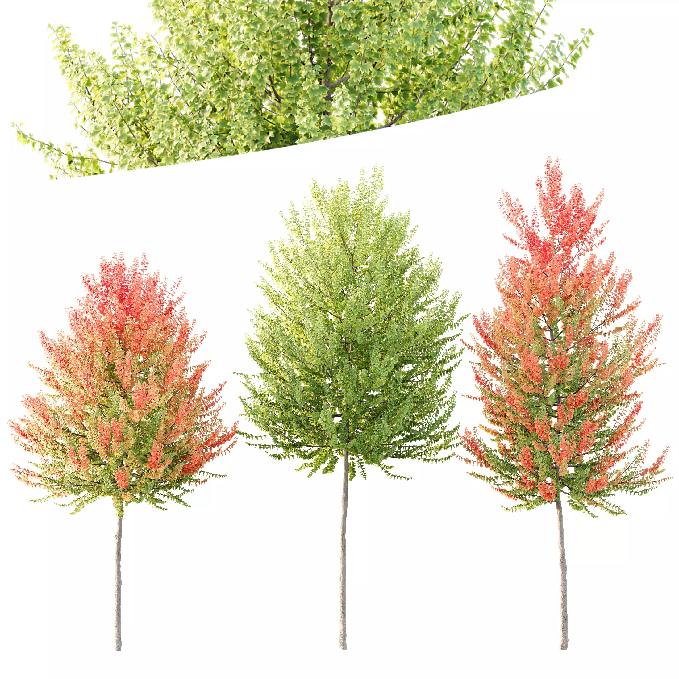 HQ Plants Acer X freemanii Freeman Maple Sapindaceae Set03 3D model_0