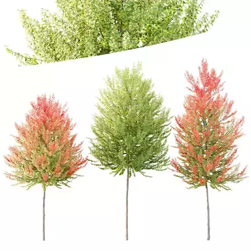 HQ Plants Acer X freemanii Freeman Maple Sapindaceae Set03 3D model