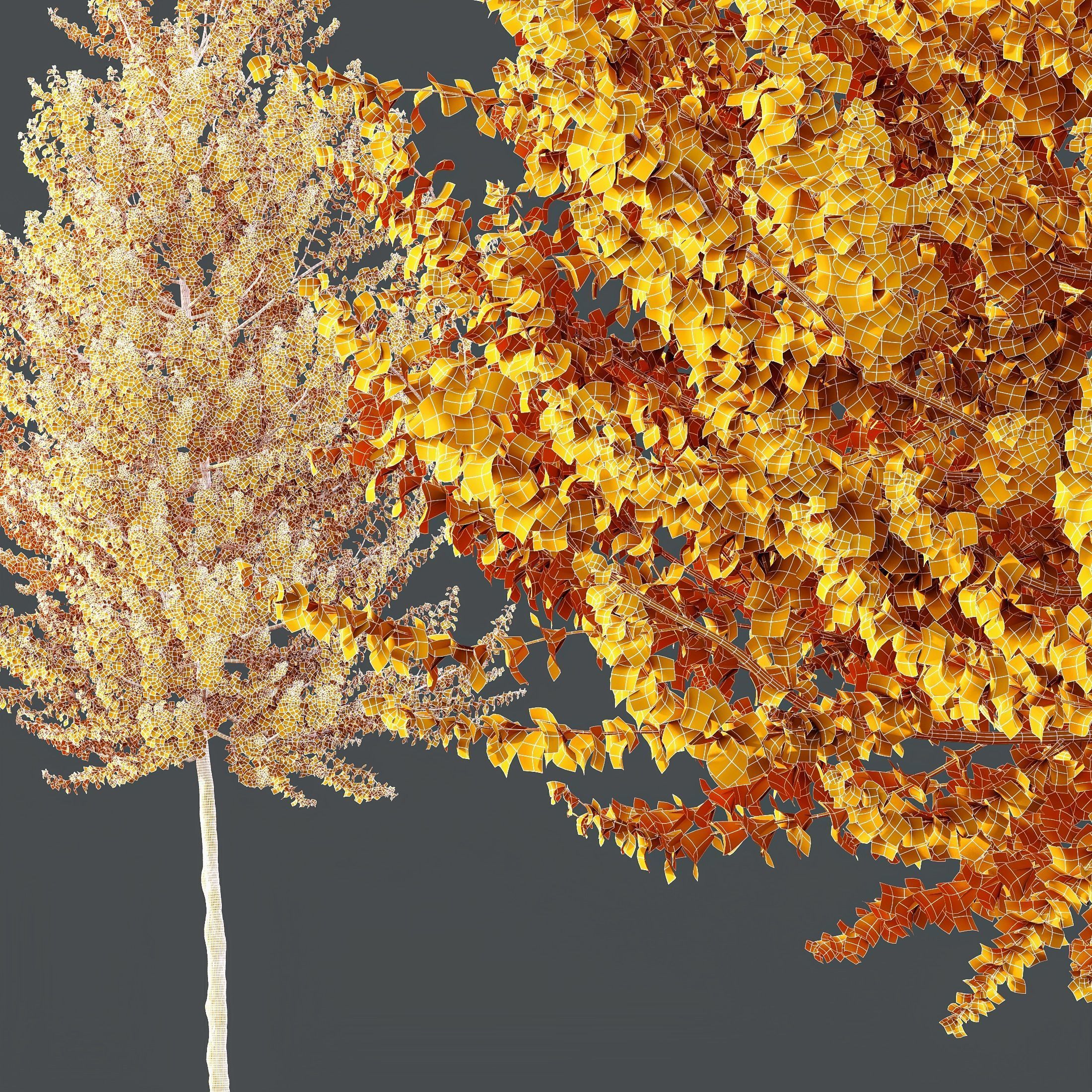 HQ Plants Acer X freemanii Freeman Maple Sapindaceae Set03 3D model_4