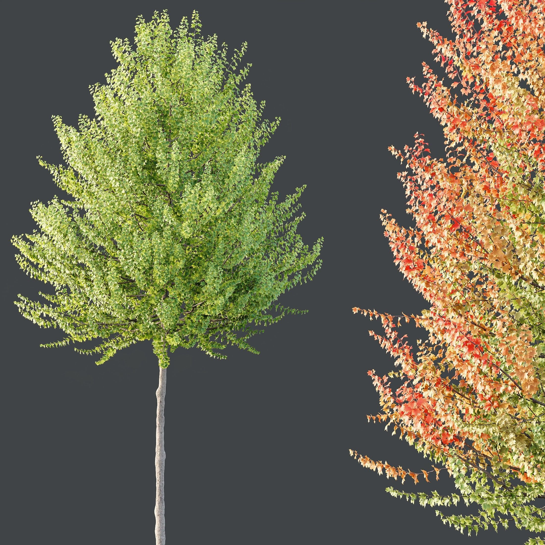 HQ Plants Acer X freemanii Freeman Maple Sapindaceae Set03 3D model_1