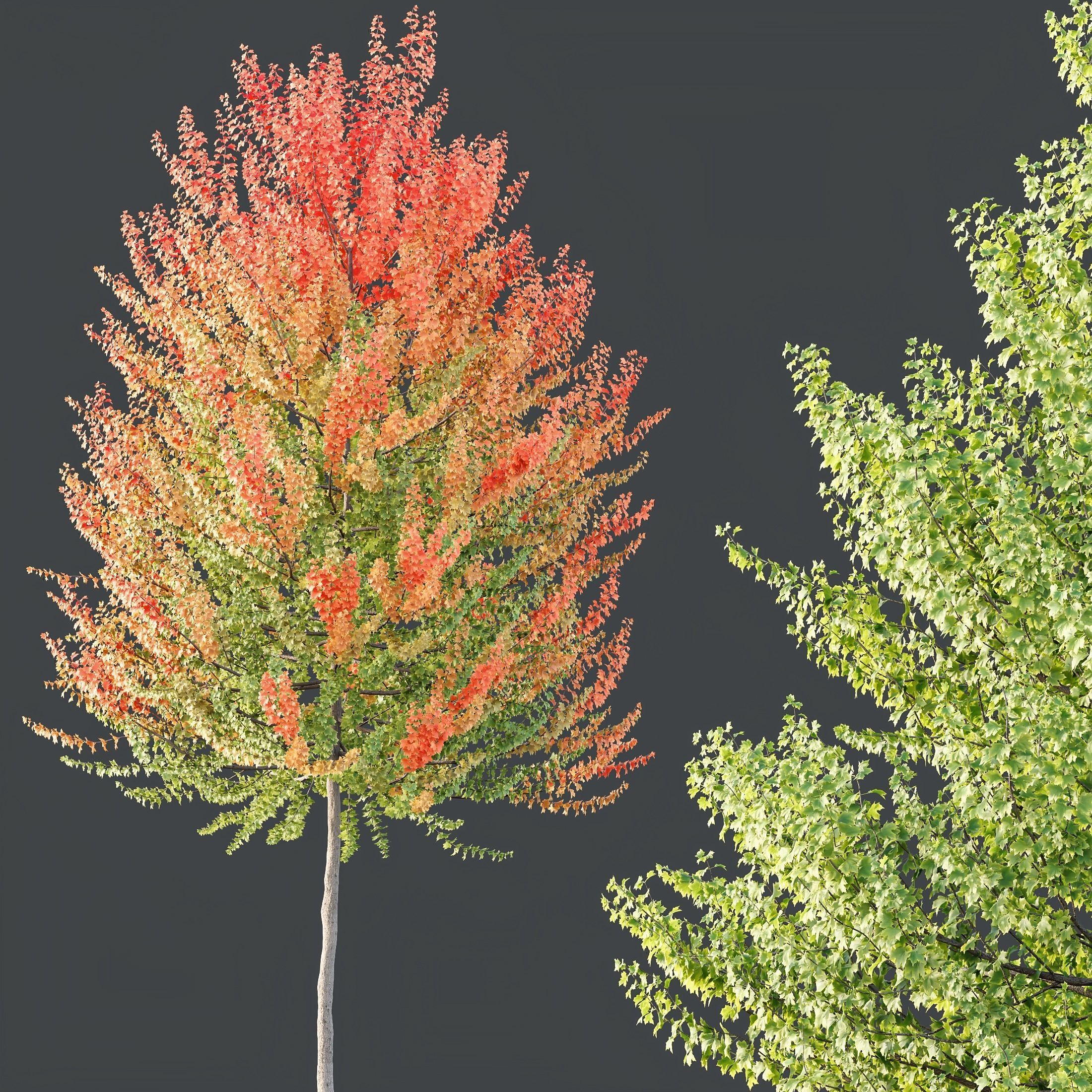 HQ Plants Acer X freemanii Freeman Maple Sapindaceae Set03 3D model_2