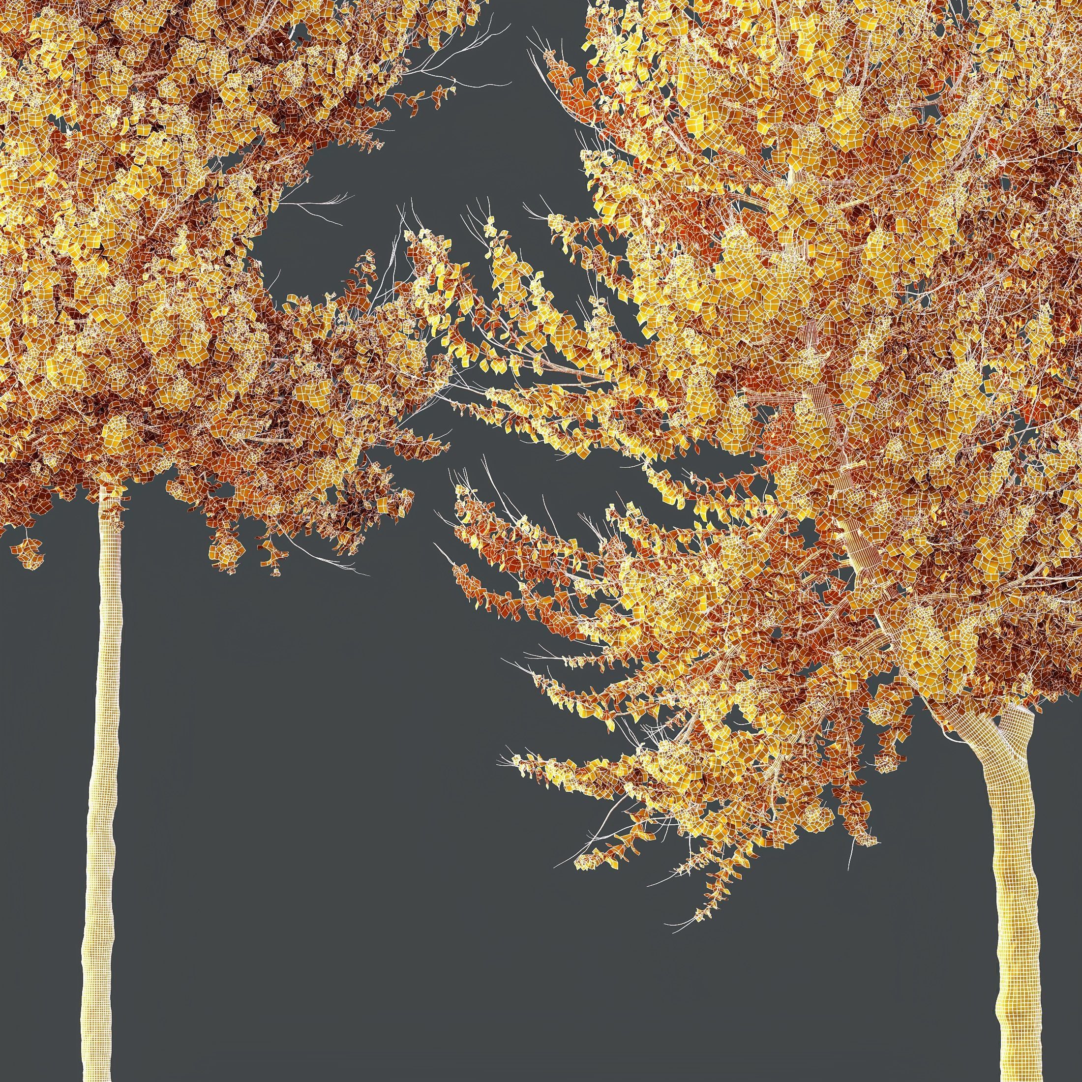 HQ Plants Acer X freemanii Freeman Maple Sapindaceae Set04 3D model_4