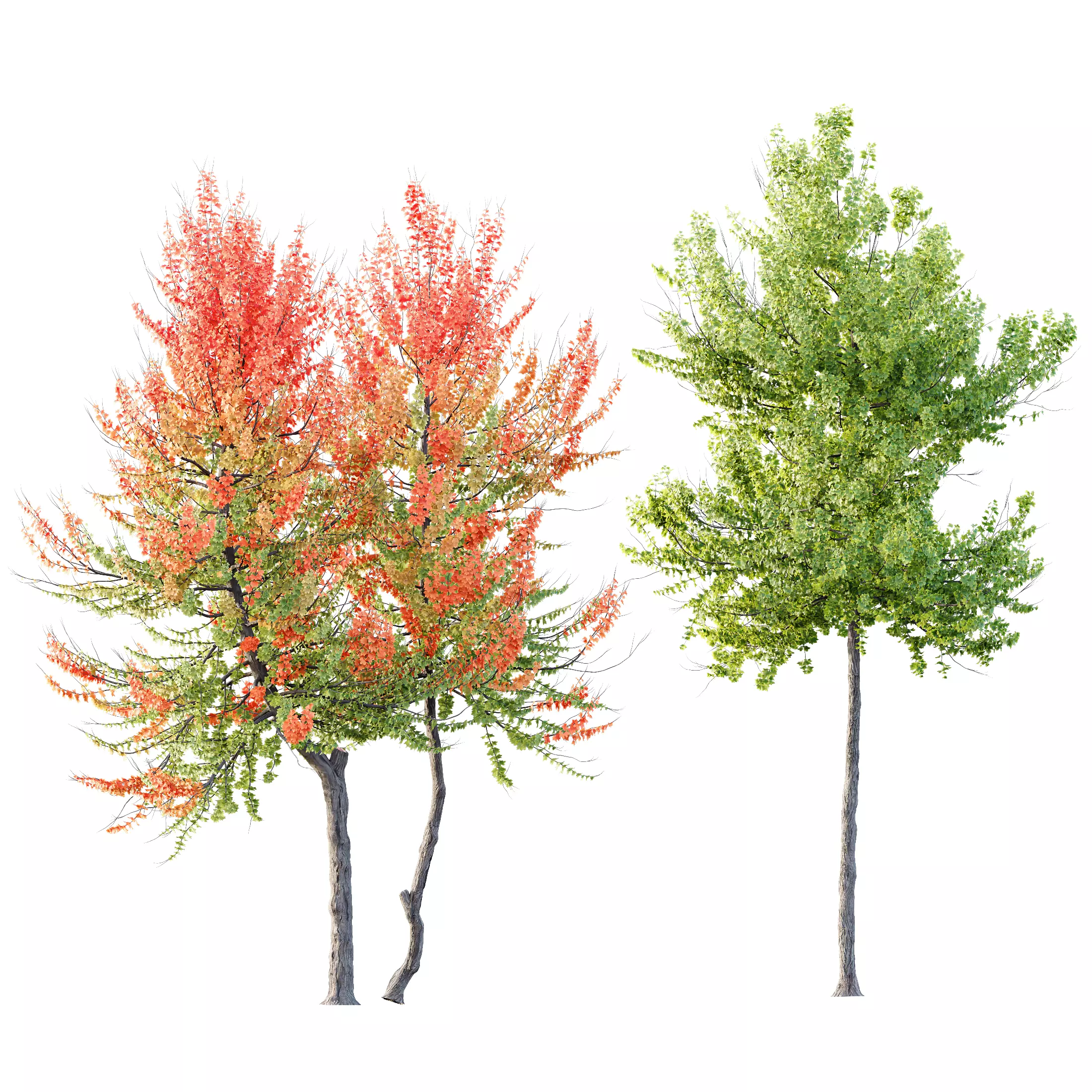 HQ Plants Acer X freemanii Freeman Maple Sapindaceae Set04 3D model_0
