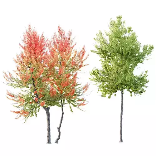 HQ Plants Acer X freemanii Freeman Maple Sapindaceae Set04 3D model