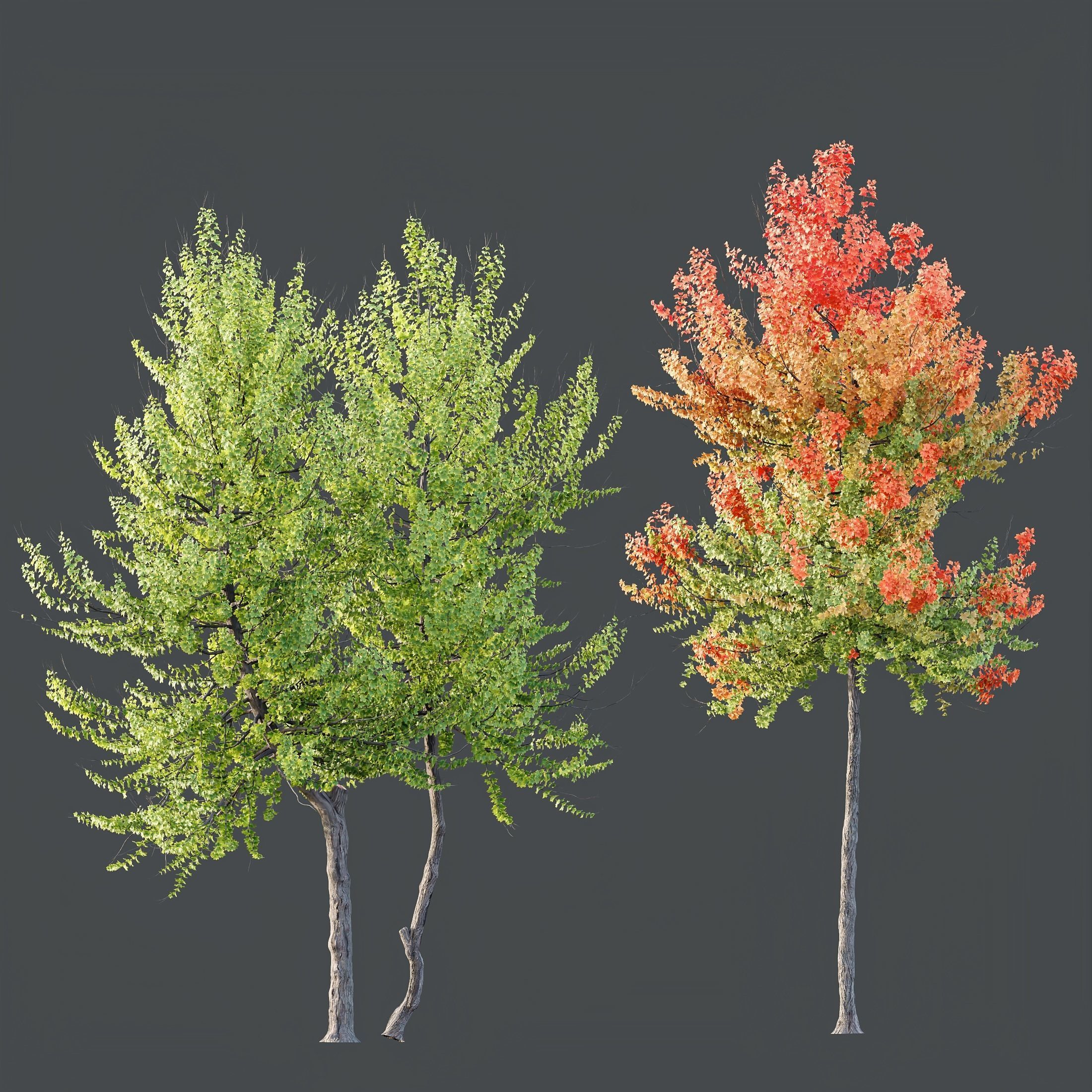 HQ Plants Acer X freemanii Freeman Maple Sapindaceae Set04 3D model_1