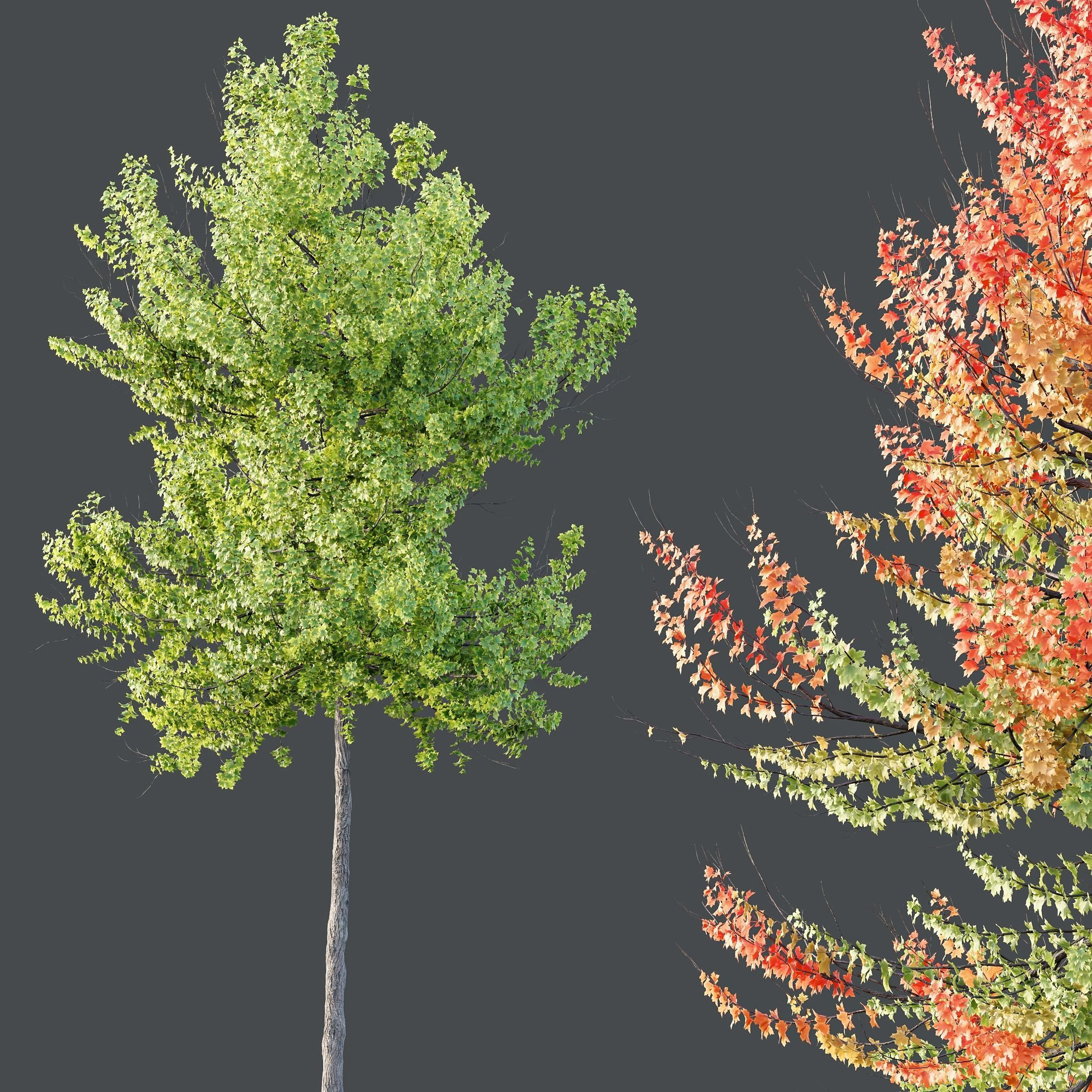 HQ Plants Acer X freemanii Freeman Maple Sapindaceae Set04 3D model_3