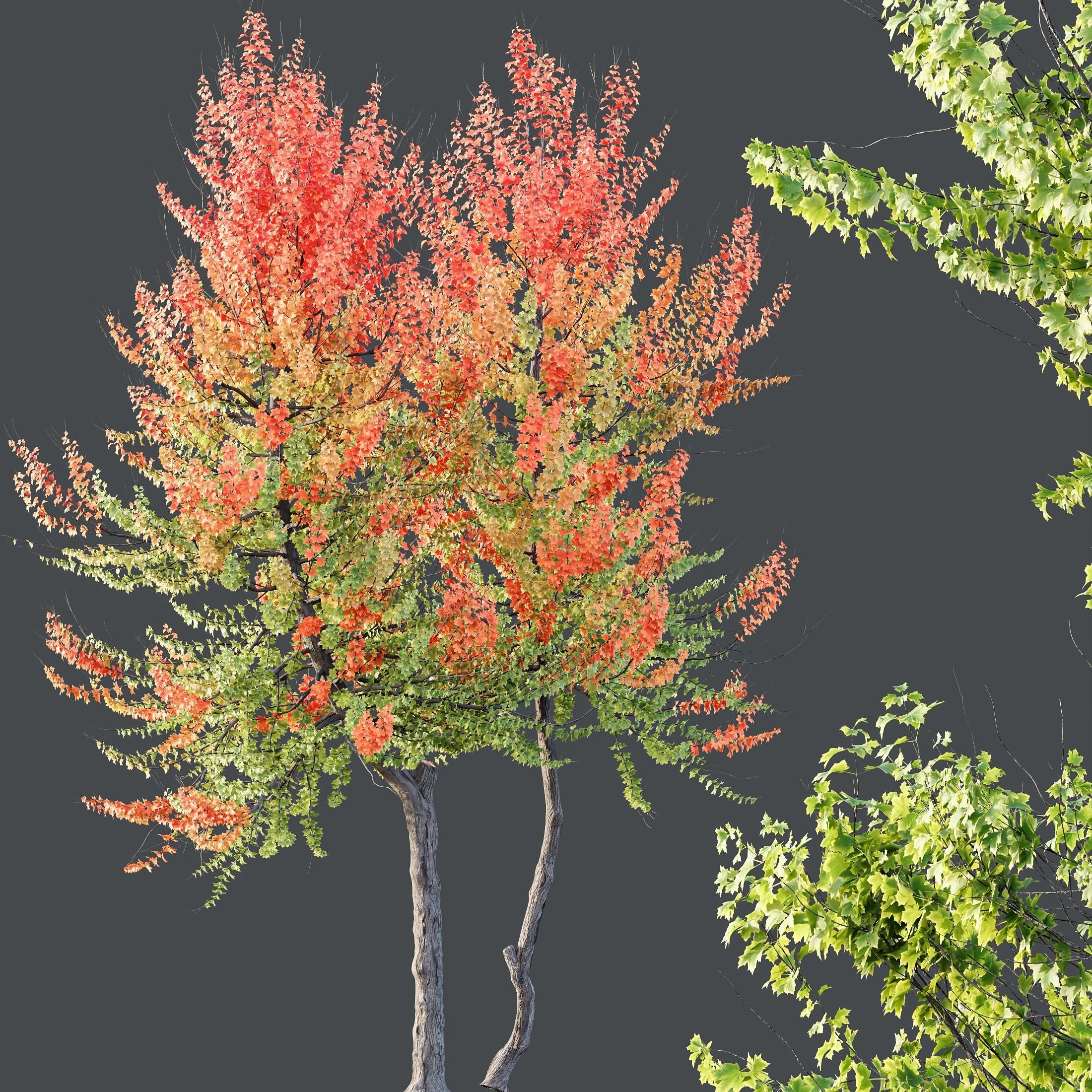 HQ Plants Acer X freemanii Freeman Maple Sapindaceae Set04 3D model_2