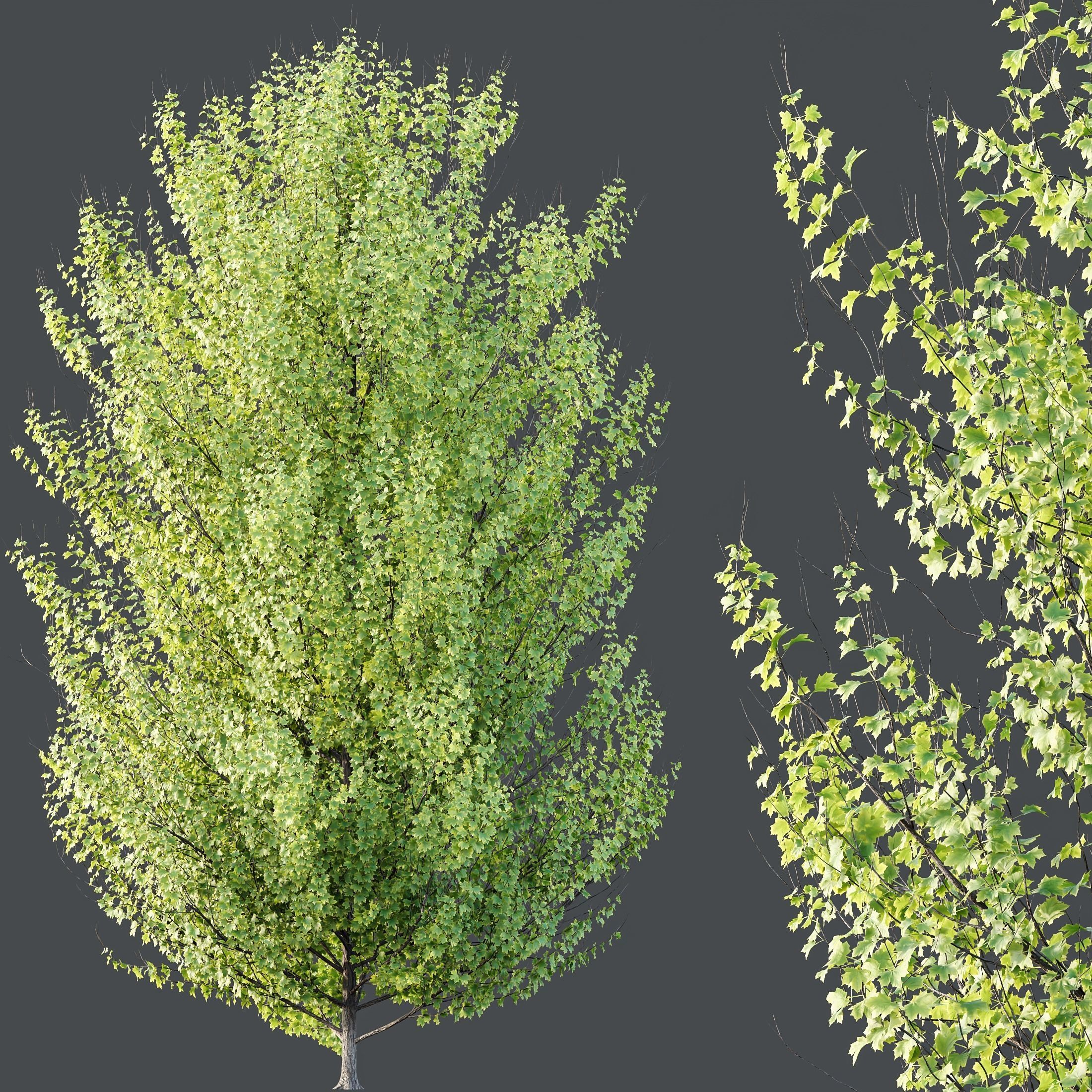 HQ Plants Acer X freemanii Freeman Maple Sapindaceae Set07 3D model_1