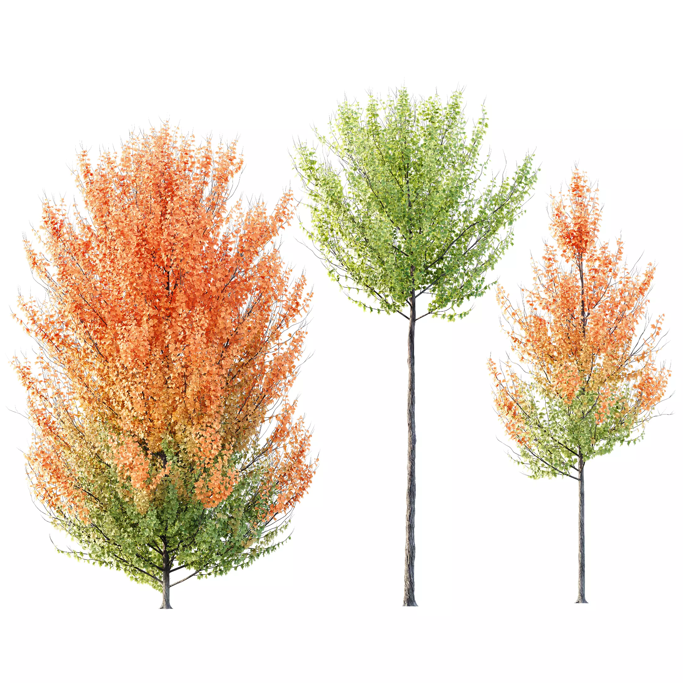 HQ Plants Acer X freemanii Freeman Maple Sapindaceae Set07 3D model_0