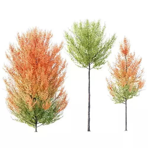 HQ Plants Acer X freemanii Freeman Maple Sapindaceae Set07 3D model