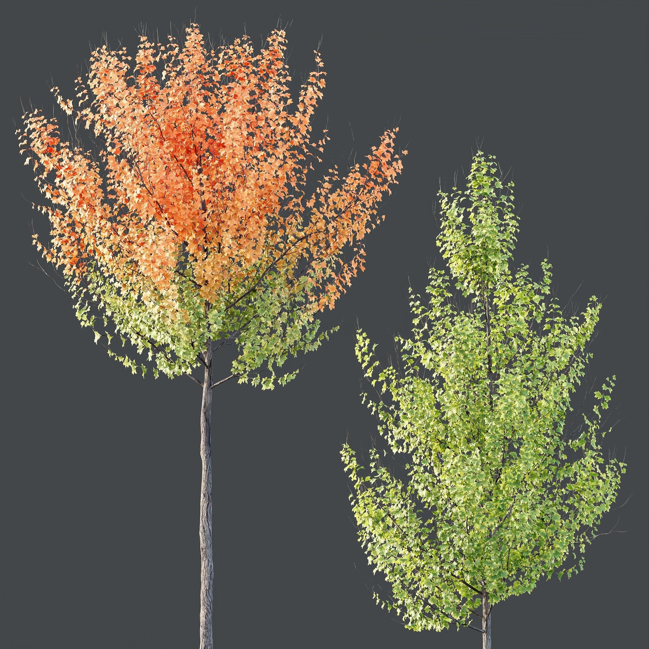 HQ Plants Acer X freemanii Freeman Maple Sapindaceae Set07 3D model_2
