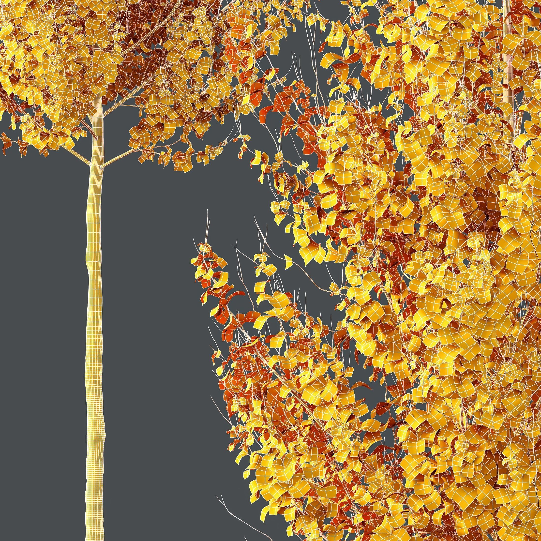 HQ Plants Acer X freemanii Freeman Maple Sapindaceae Set07 3D model_3