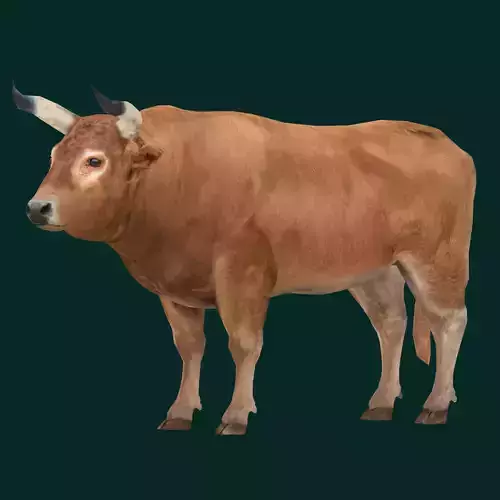 Oxen Bullock Mammal Animal Low-poly 3D model