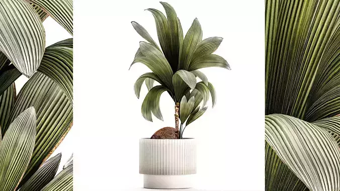 Small Young Coconut Tree Coconut Nucifera Pot 1457