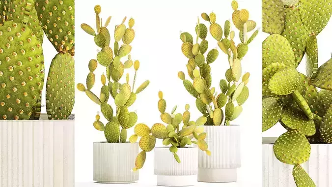 Set of cacti in white pots prickly pear Opuntia 1458