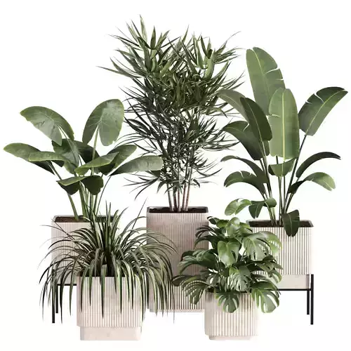 Indoor Plant Set 02