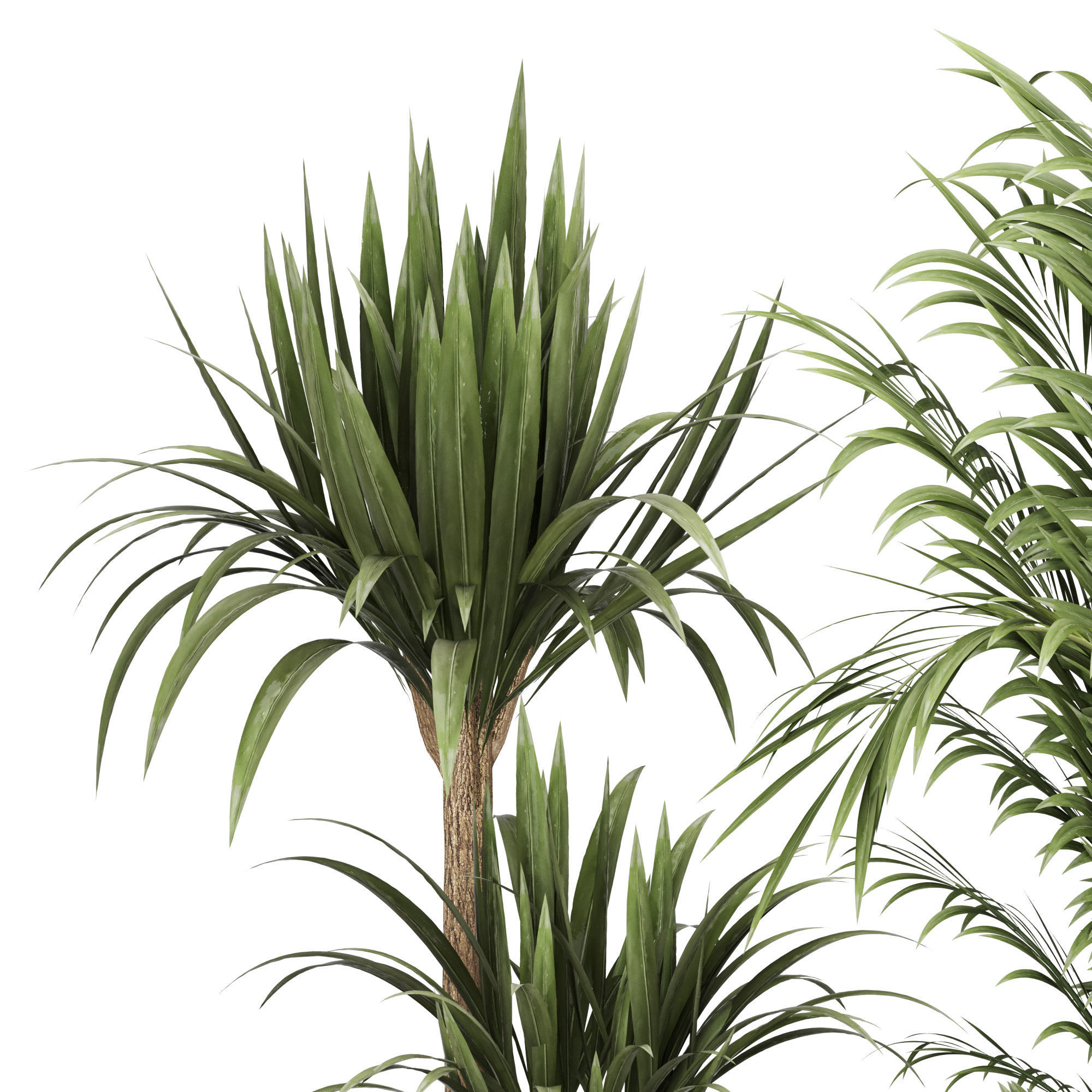 Indoor Plant Set 05 3D model_1