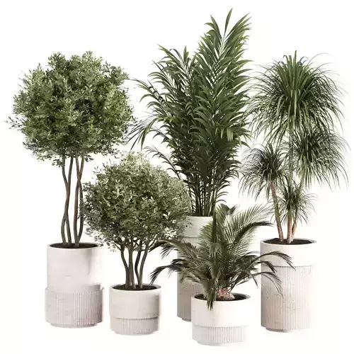 Indoor Plant Set 06
