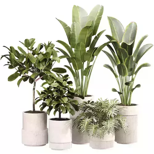 Indoor Plant Set 08
