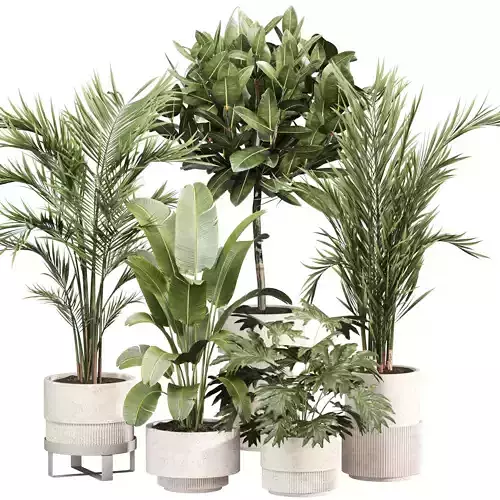 Indoor Plant Set 09